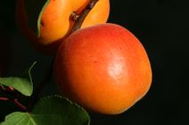 Abricots du Vaucluse