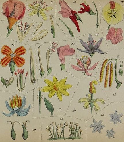 Page 15 de The family flora and materia medica botanica - 1847