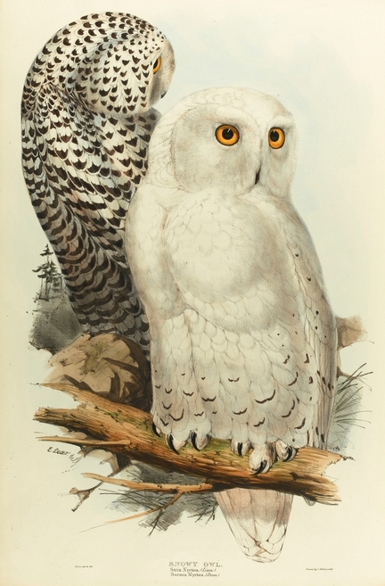 The birds of Europe, John Gould, 1804-1881