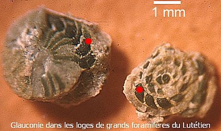 Glauconie dans les loges de grands foraminifères du Lutétien.