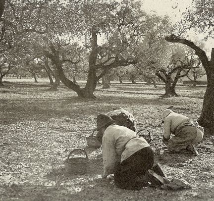 cueillette des olives à Cuers - Vars