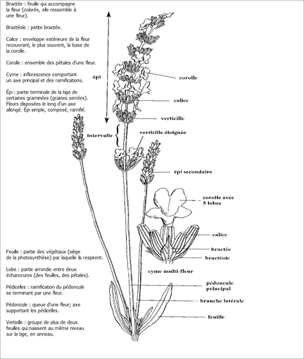 Lavandes, plantes de la famille des Lamiaceae, arbrisseaux dicotylédones : terminologie