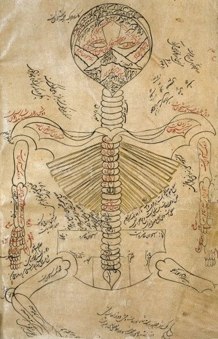 Illustration of the skeleton system based on Mansur’s Anatomy in the Canon of Avicenna