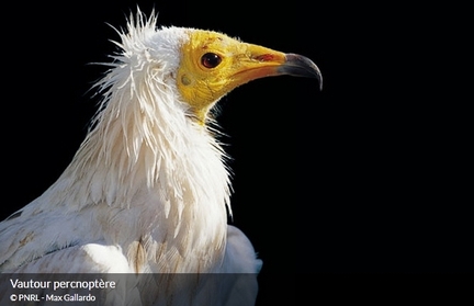 Vautour percnoptère, oiseau emblématique du Luberon, photo Max Gallardo