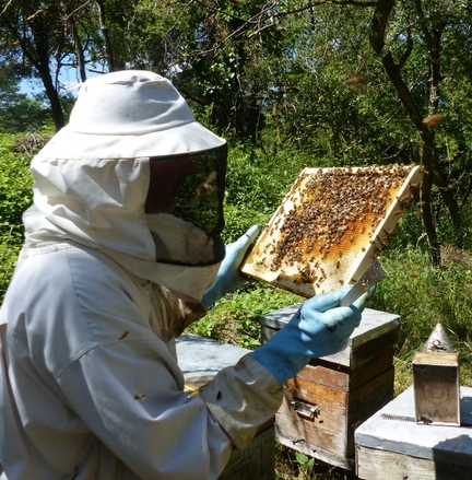 2023.05.20 - Journée mondiale des abeilles