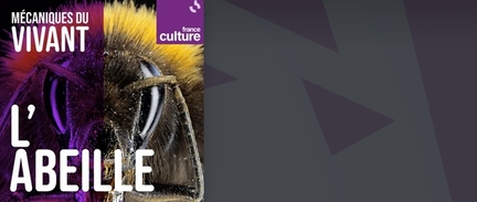 2023 - France culture - Mécaniques du vivant, saison 4 : l'abeille