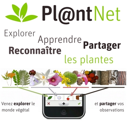 L'application Pl@ntNet permet d'identifiez une plante à partir d'une photo