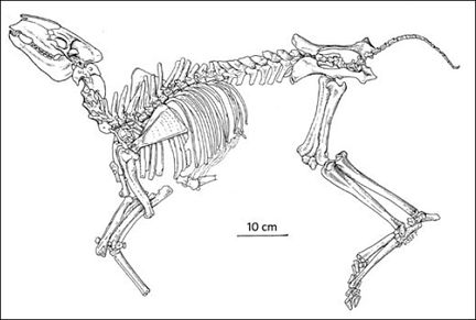 Squele􀆩 e du Bachitherium de Vachères in Geraads et al. 1987